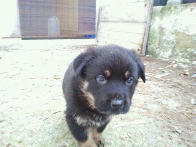 2 cachorras cruce rott con pastor alemán