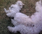 cachorros deCaniches hembras enanas con dos meses - mejor precio | unprecio.es