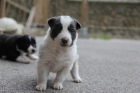 Camada de border collies - mejor precio | unprecio.es