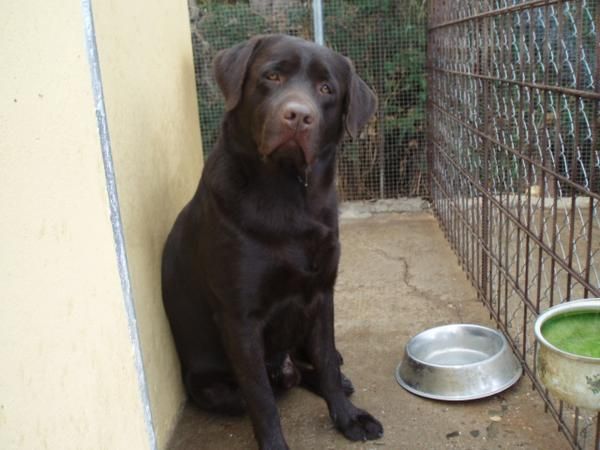 camada de labradores con pedigree