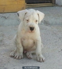 Excelente camada de dogo argentino - mejor precio | unprecio.es