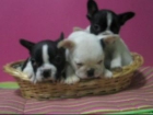 EXCELENTES CACHORROS DE BULLDOG FRANCES CRIADERO EN GIRONA - mejor precio | unprecio.es
