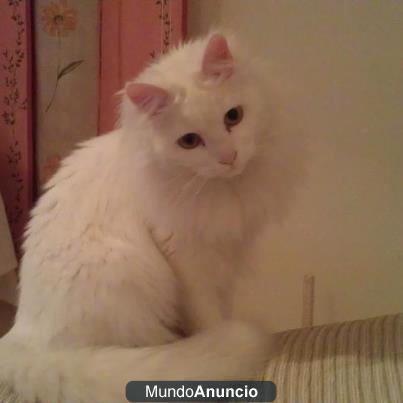 Gata blanca perdida en Campello