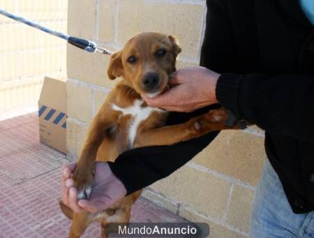 LOLO X LABRADOR 3 MESES Y MEDIO BUSCA FAMILIA