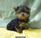 Preciosos cachorritos de Yorkshire - mejor precio | unprecio.es