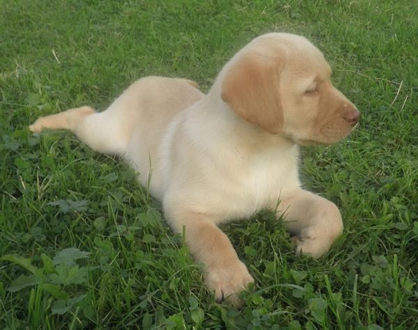PRECIOSOS Labrador Retriever de color Vainilla