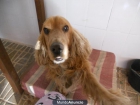 se busca perra de monta por un cachorro - mejor precio | unprecio.es