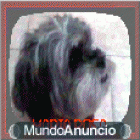 se busca perrito perdido - mejor precio | unprecio.es