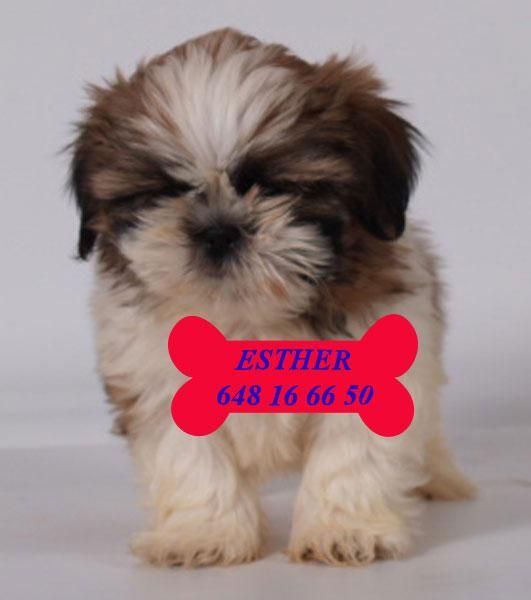 Shih-tzu, adorables y cariñosos cachorros