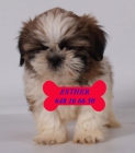 Shih-tzu, adorables y cariñosos cachorros - mejor precio | unprecio.es
