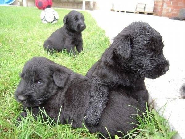 Ultimos machos de Schnauzer gigante 550