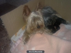 Vendo camada Yorkshire Terrier. - mejor precio | unprecio.es