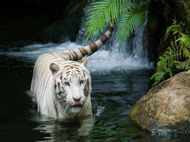 venta de pienso a domicilio colaborador de mundo animal