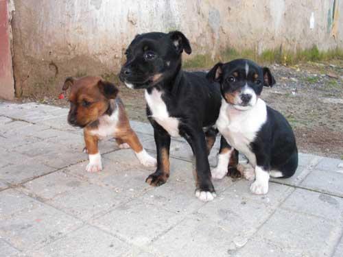 3 CACHORROS ABANDONADOS