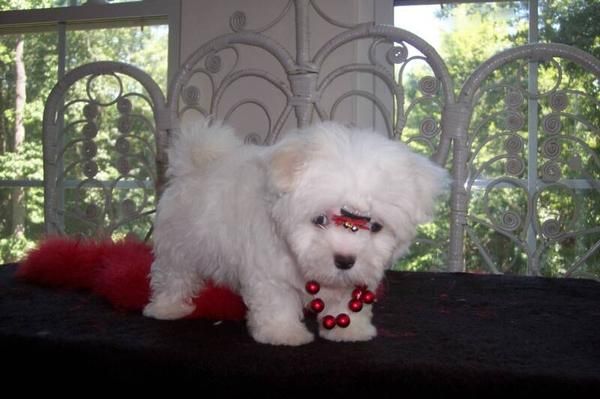 ADORABLE Y BIEN A CASA CACHORROS MALTESES MACHOS Y FEMENINOS