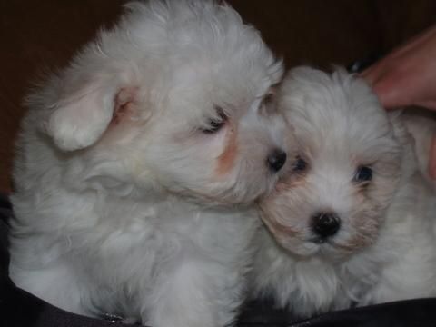 Bichon Maltes, excelentes cachorros
