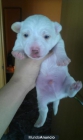 cachorro de yake russell - mejor precio | unprecio.es