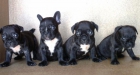 CACHORROS BULLDOG FRANCES, 350€ - mejor precio | unprecio.es