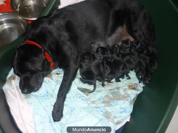 CAMADA DE LABRADORES NEGROS CON L.O.E