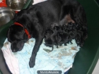 CAMADA DE LABRADORES NEGROS CON L.O.E - mejor precio | unprecio.es