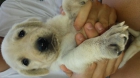 Camada de Labradrores - mejor precio | unprecio.es