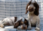 COCKER SPANIEL CON PEDIGRI 250€ - mejor precio | unprecio.es