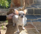 extraudinaria superminiatura hembra chihuahua pelo corto - mejor precio | unprecio.es