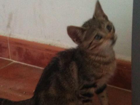 Nerea, cachorra gatina, todo ojitos y dulzura, busca hogar- urgente