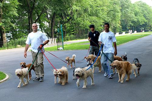 Perros alegres