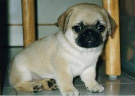 Pug cachorro (carlino)para adopcion