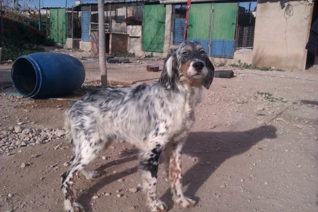 se vende cachorro de setter y breton