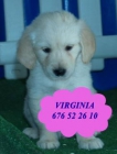 Vendo cachorritos de Golden, económicos - Toledo - mejor precio | unprecio.es