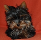 YORKSHIRE CON PEDIGREE - mejor precio | unprecio.es