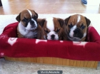 Camada de Bulldog Inglés en venta - mejor precio | unprecio.es