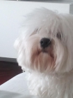 Soy un bichón maltés y me llamo buittón - mejor precio | unprecio.es