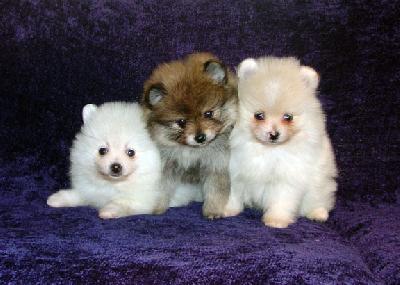 3 cachorros de Pomerania