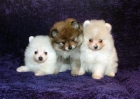 3 cachorros de Pomerania - mejor precio | unprecio.es