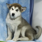 Alaska malmute cachorros en venta - mejor precio | unprecio.es