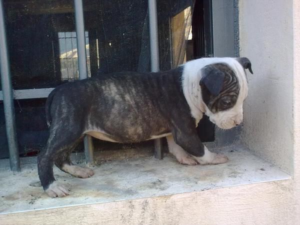 american staffordshire