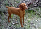 Braco Hungaro (Vizsla) - mejor precio | unprecio.es