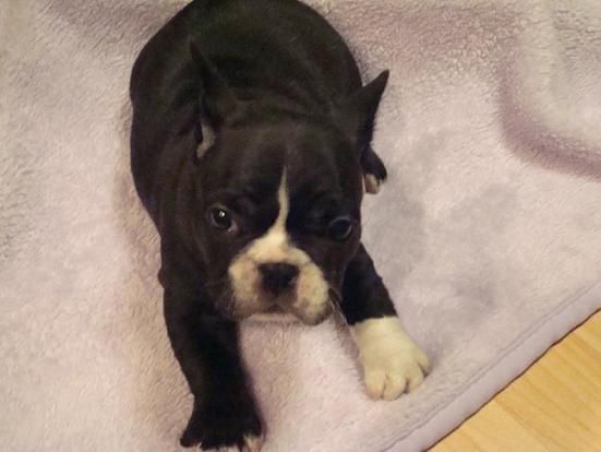 Bulldog Francés para montas