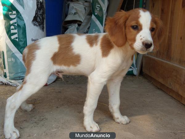 CACHORROS BRETONES