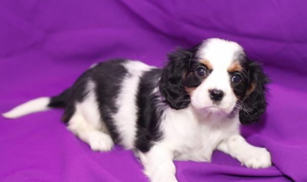 Cavalier King Charles Spaniel cachorros