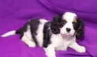 Cavalier King Charles Spaniel cachorros - mejor precio | unprecio.es