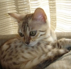 CRIADERO GATOS RAZA BENGAL CON PEDIGREE - mejor precio | unprecio.es