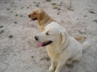 de can baba ofrece macho de golden retriever para montas - mejor precio | unprecio.es
