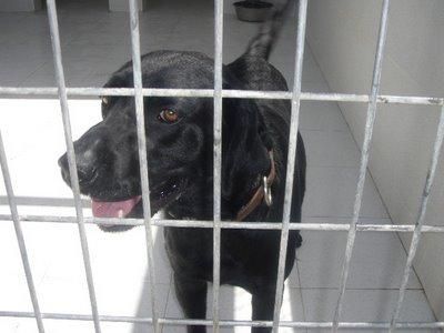 Denzel, labrador negro de 1 año en adopción
