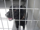 Denzel, labrador negro de 1 año en adopción - mejor precio | unprecio.es