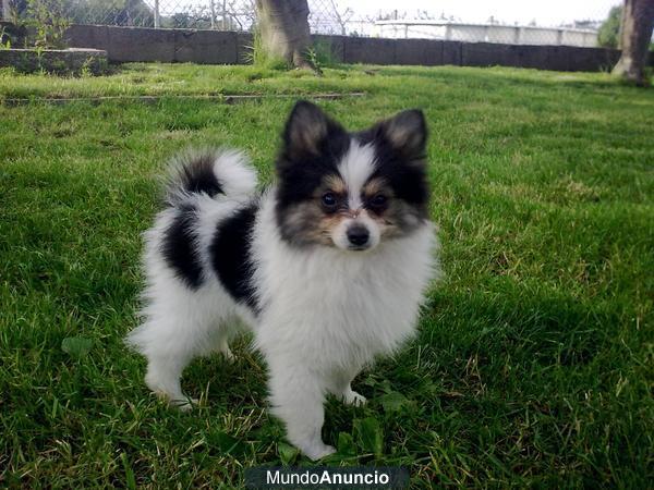 Excelentes lulu de pomerania enano buen pedigree