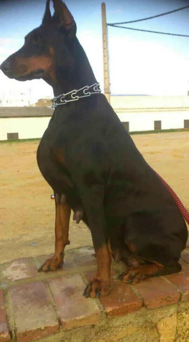 Proxima camada cachorros dobermann